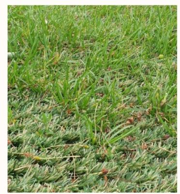 자연 잔디와 혼합 된 배치에 25mm Pile Height Hybrid 인공 잔디 카펫