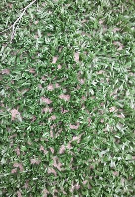 14mm 덩어리 높이 고밀도 자외선 저항 테니스 인공 잔디 야외 다기능 스포츠